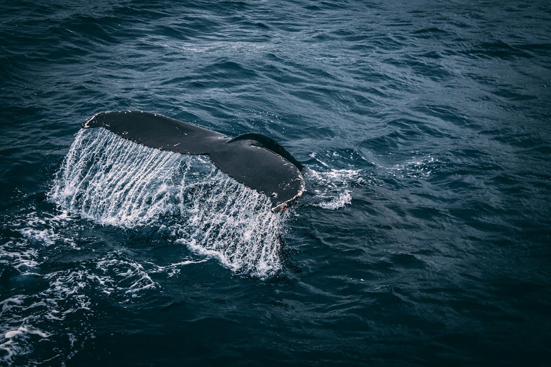 Photography of Whale Tail On Water Surface