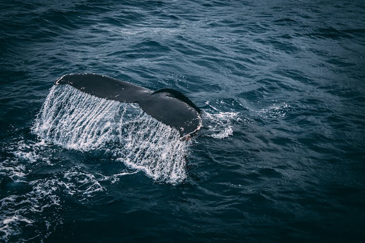 Photography Of Whale Tail On Water Surface