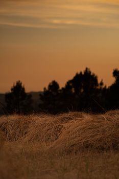 A tranquil scene of a hayfield at sunset with silhouetted trees against a warm sky.