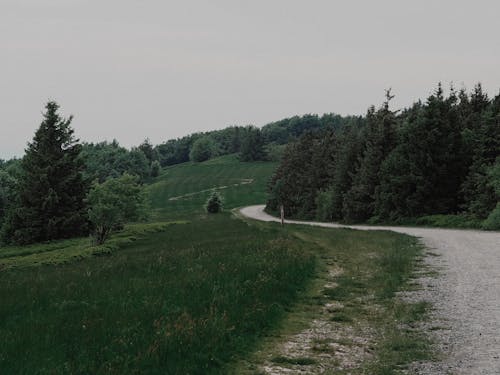 Foto profissional grátis de área, árvores verdes, caminho