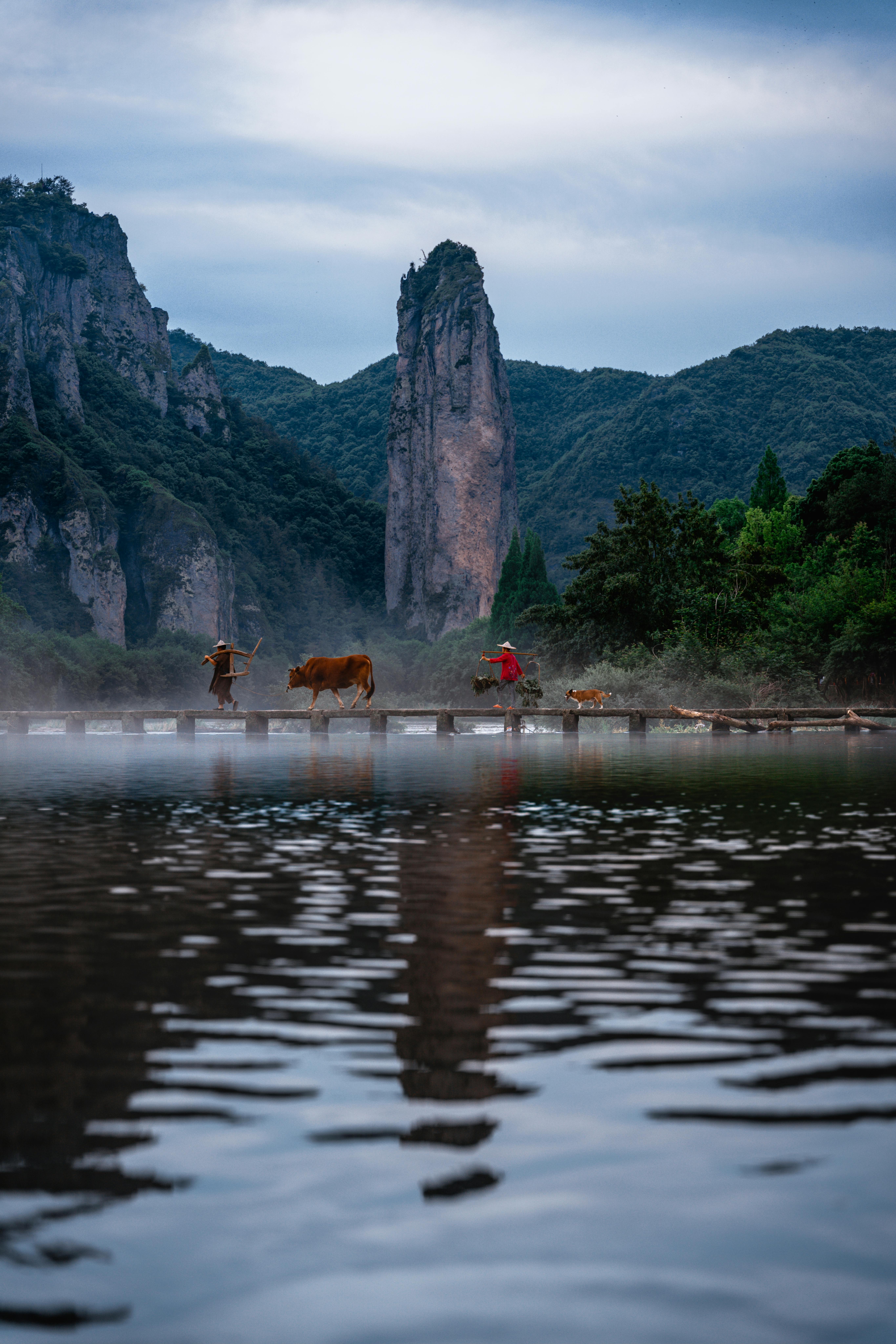 Peaceful image of farmers leading cattle across a misty footbridge with towering rock formations in the background.