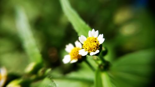 Free Macro shot of tiny white flowers against a vibrant green background, showcasing nature's delicate beauty. Stock Photo