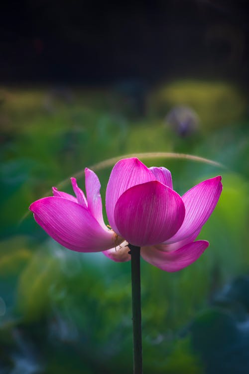 Purple Lotus Flower in Bloom