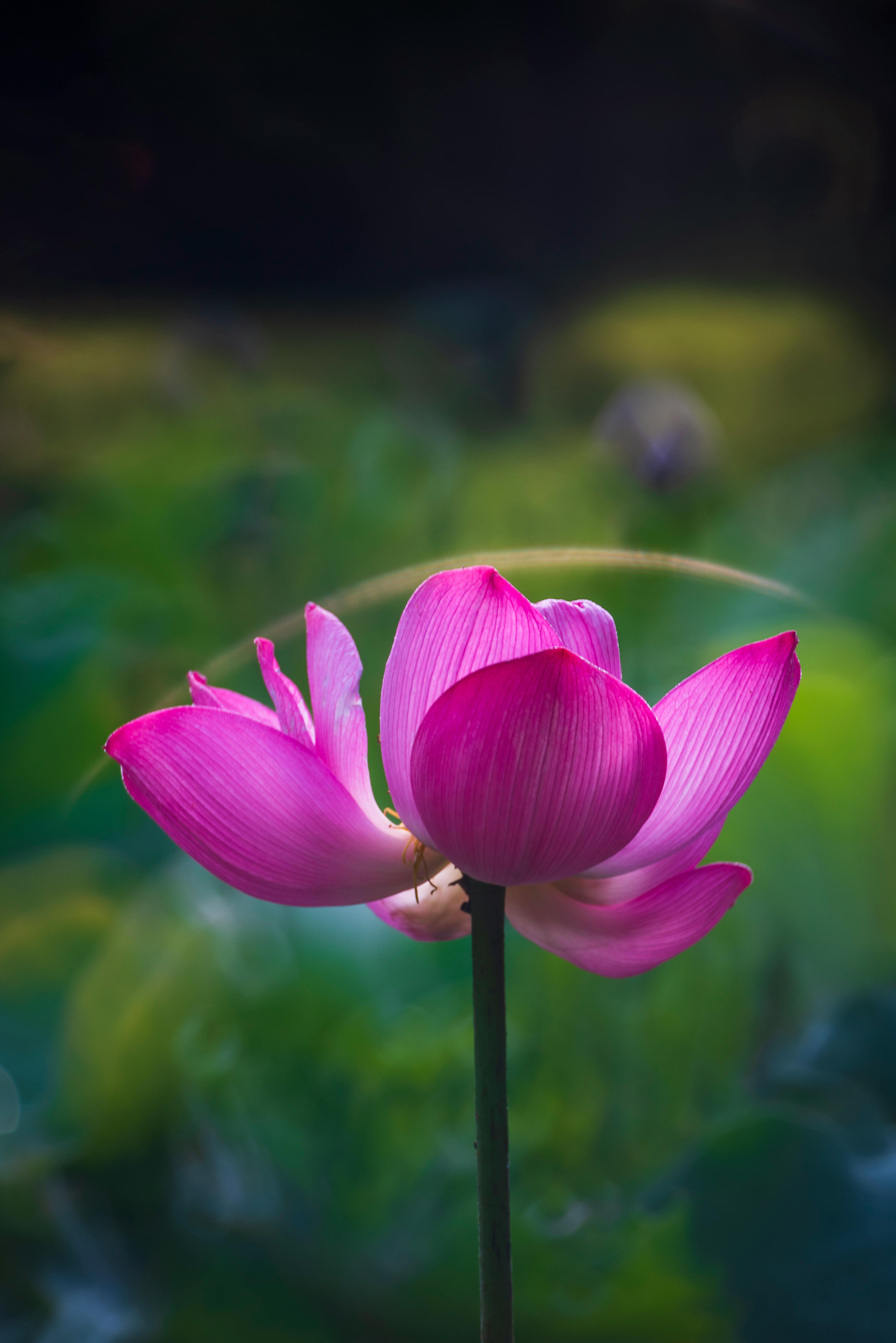 Purple Lotus Flower Photos, Download The BEST Free Purple Lotus Flower  Stock Photos & HD Images
