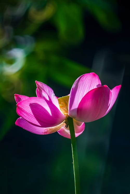 Foto profissional grátis de ao ar livre, close-up, flor