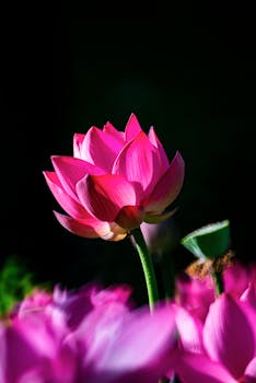 A stunning pink lotus flower captured in full bloom against a dark background, emphasizing its vibrant petals.