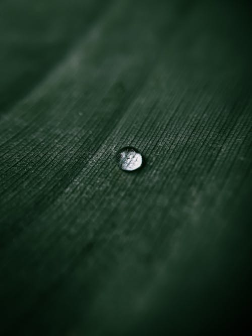 Water Droplet on Green Leaf