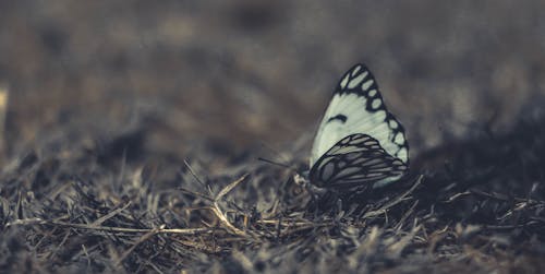 Biały I Czarny Motyl Na Trawie W Zbliżeniu