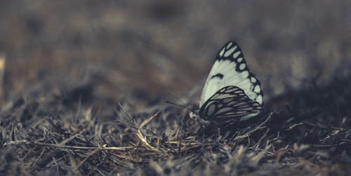 Borboleta Branca E Preta Na Grama Em Fotografia De Close Up