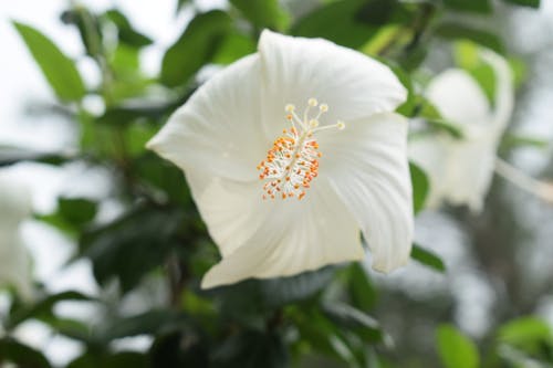 Безкоштовне стокове фото на тему «Біла квітка, впритул, вродлива»