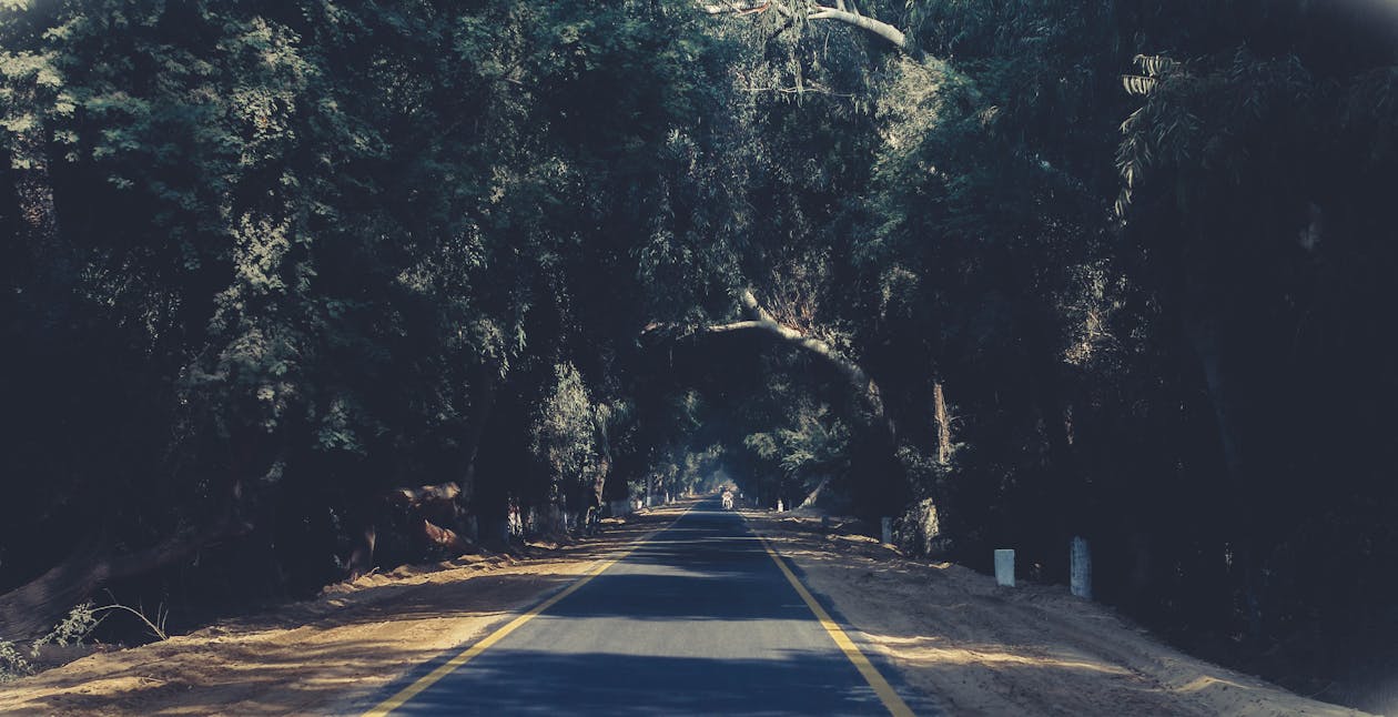 Photo of Asphalt Road Between Trees