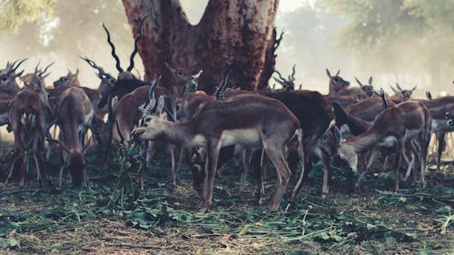 Wildlife Photography of Herd of Gazelle