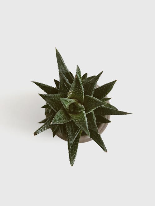 Top View of a Succulent Plant 