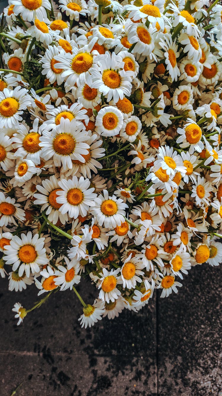 A Bunch Of Daisy Flowers