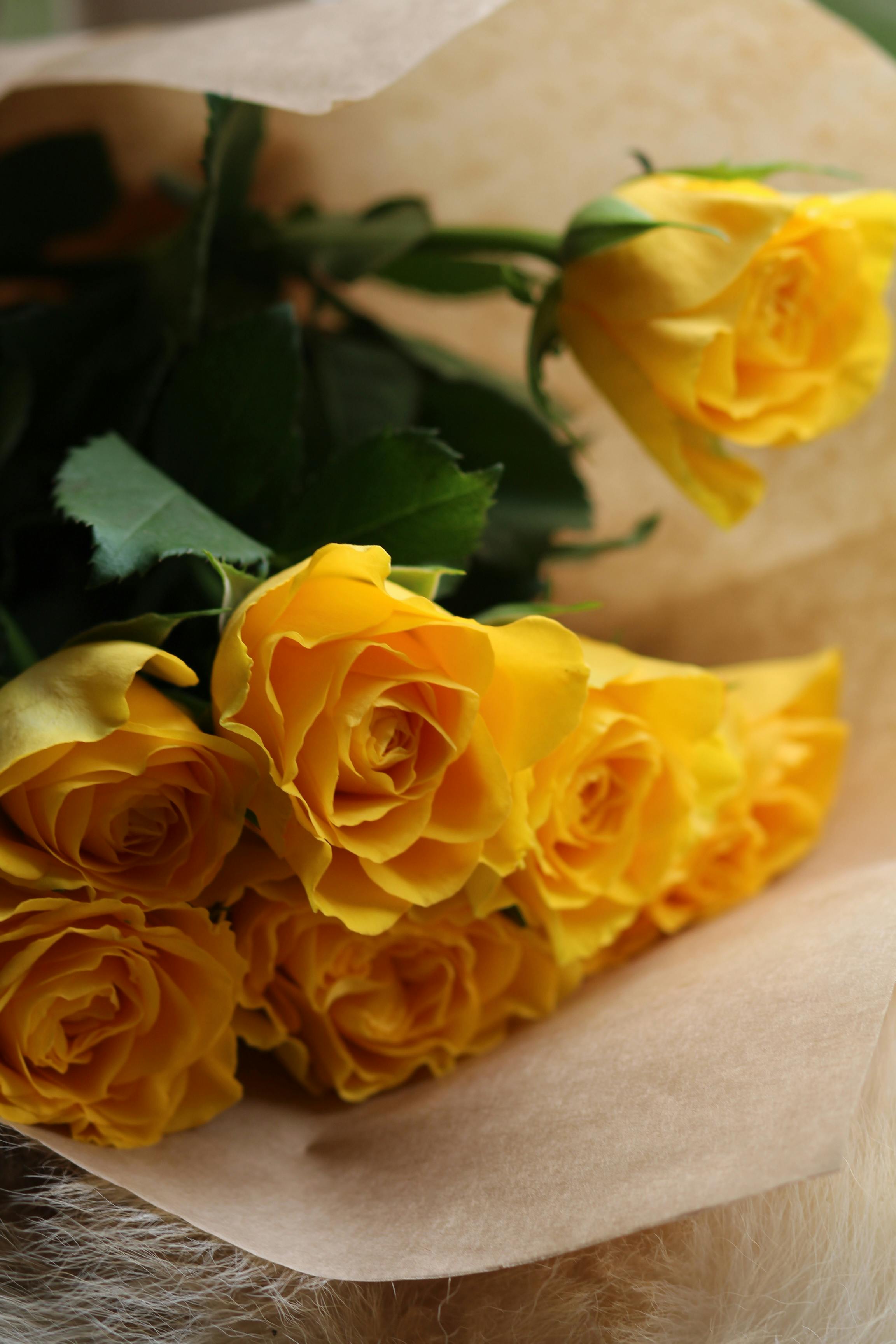 En Puerta Cosecha de Lichis en Sinaloa