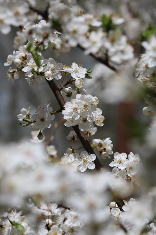 Бесплатное стоковое фото с белые цветы, вертикальный выстрел, ветвь дерева