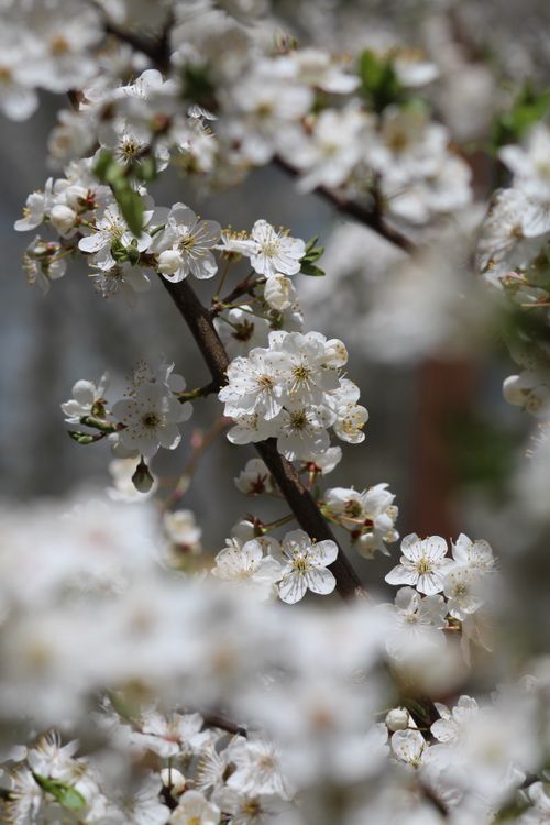 Free Close-up of white cherry blossoms blooming on branches, captured in spring's natural light. Stock Photo