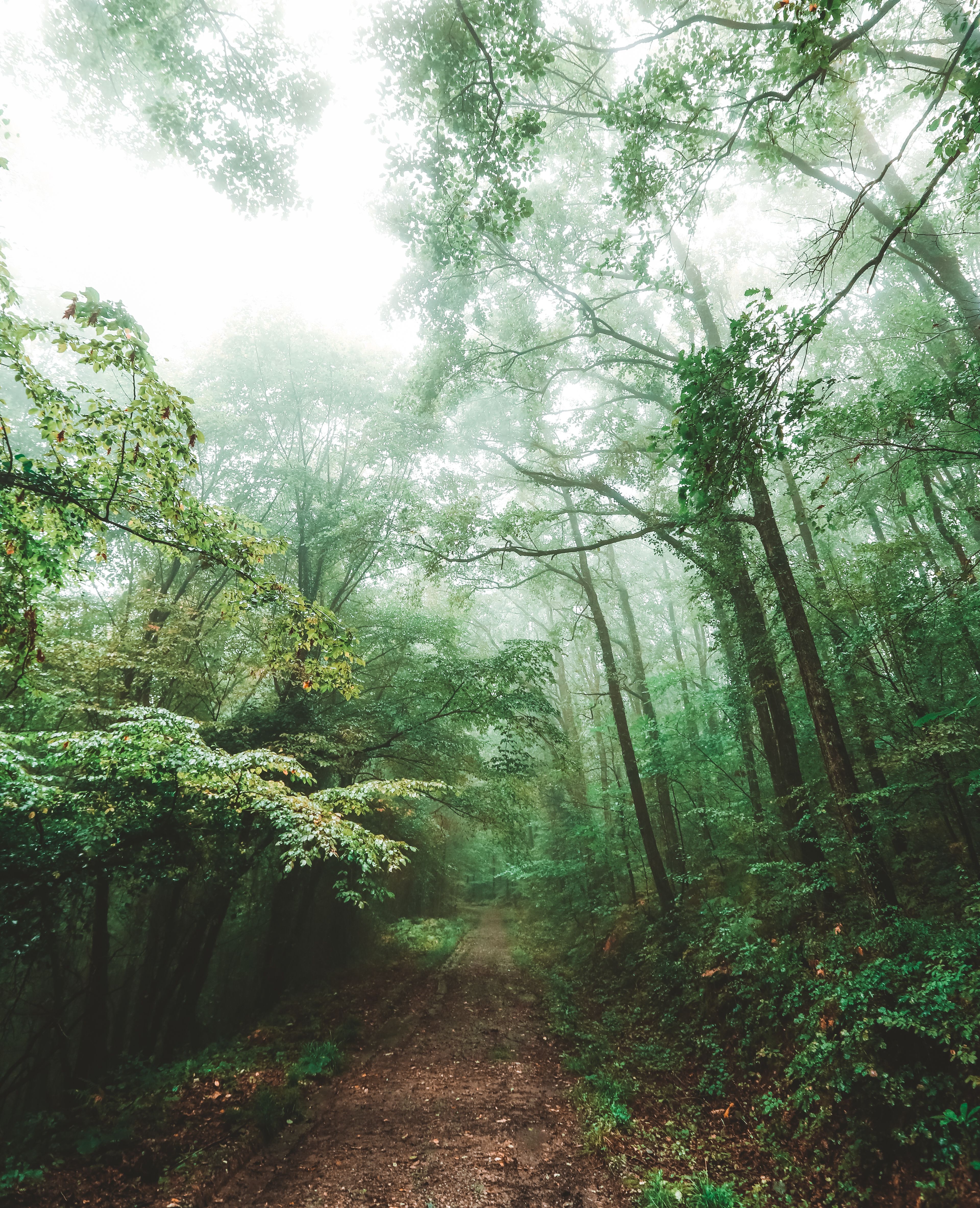 Pathway Between Trees · Free Stock Photo