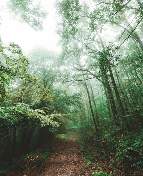 Path in Forest in Fog