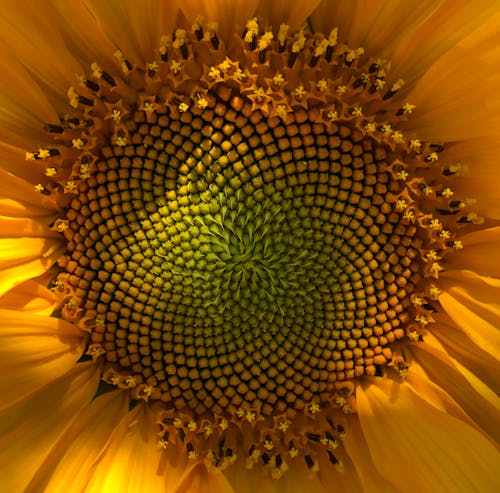 Free Macro Photography of Disk Florets of a Sunflower Stock Photo