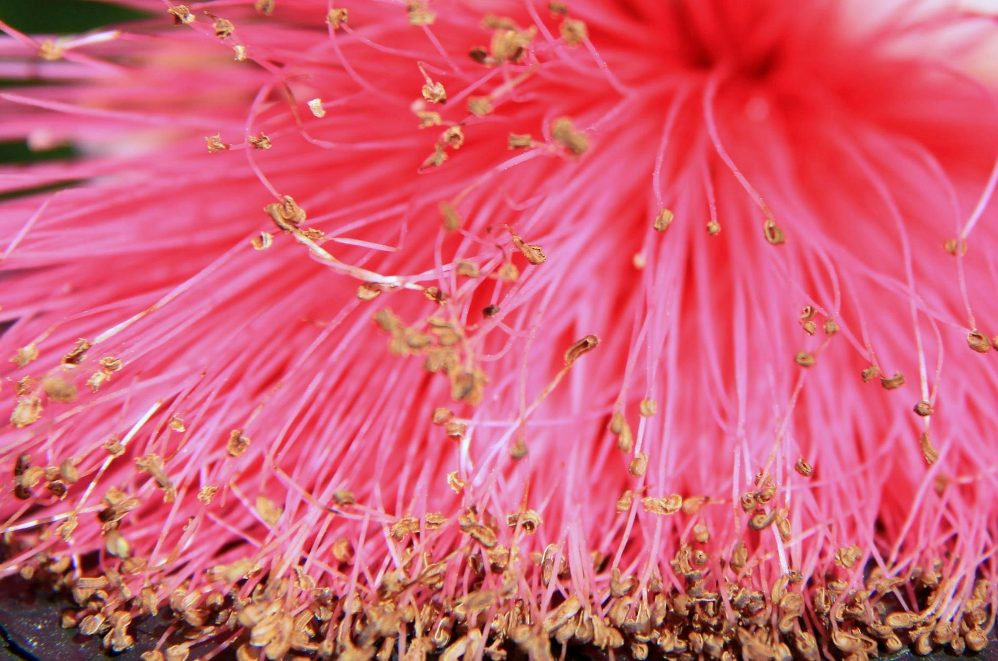 Free stock photo of cuba, Up close pic of a flower from Veradero