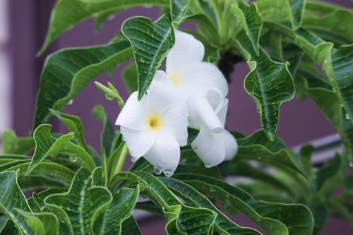 Foto d'estoc gratuïta de cap de flors, flor blanca, flor de jardí