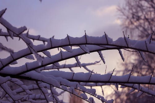 Free stock photo of branch, cold, detail Stock Photo