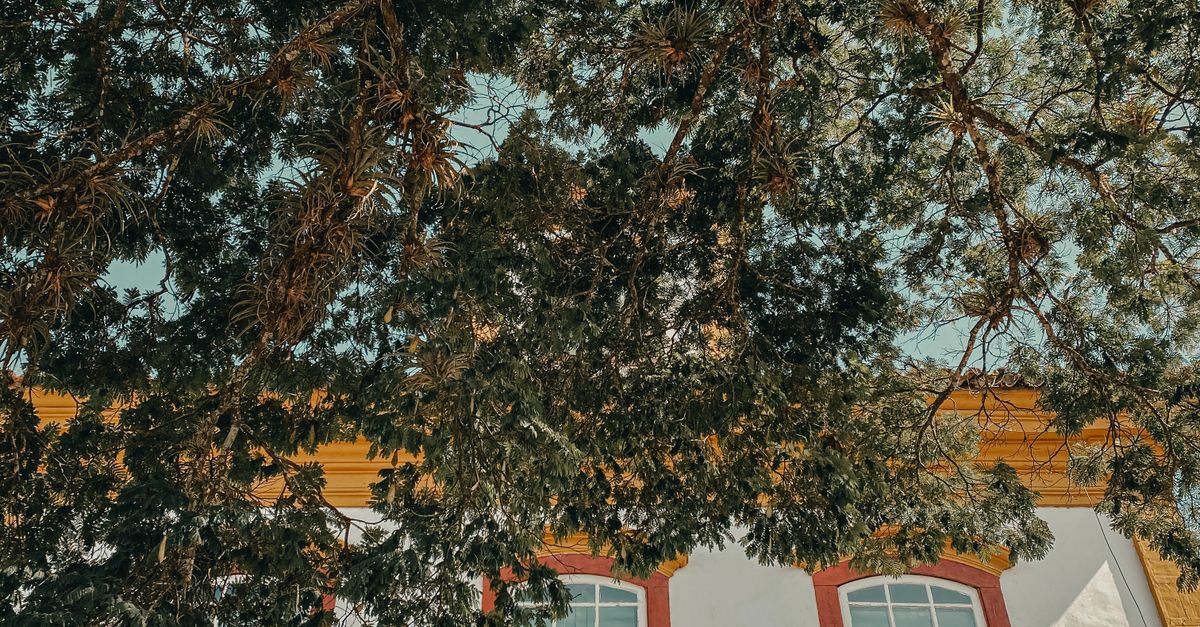 Tree Branches Beside Arched Windows · Free Stock Photo
