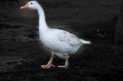 Free stock photo of bird, bird photography, black background Stock Photo