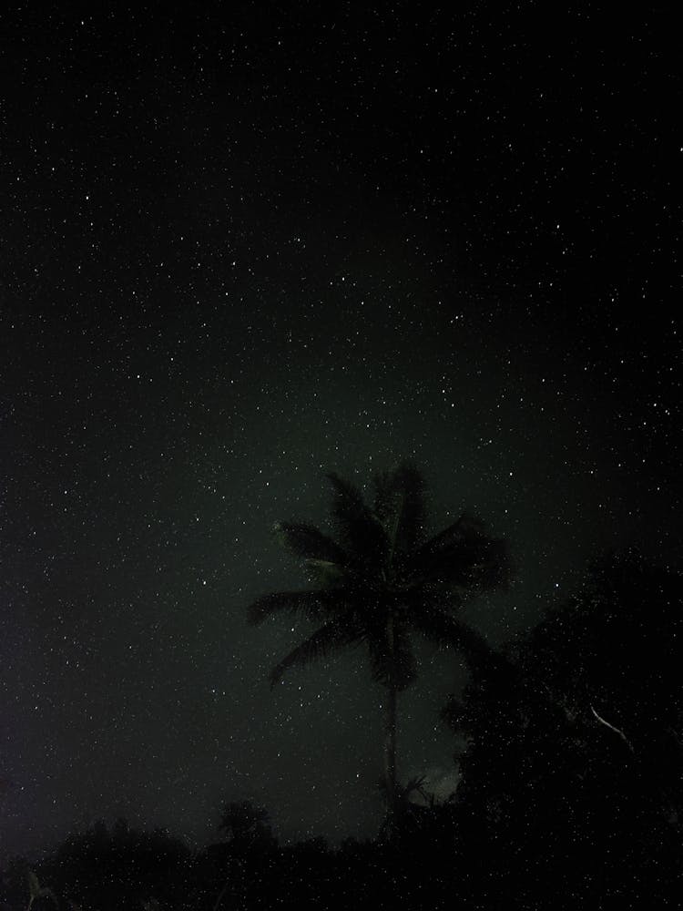 Tree Under Starry Night