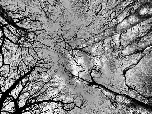 Free A striking low-angle shot of leafless trees extending skyward in monochrome. Stock Photo
