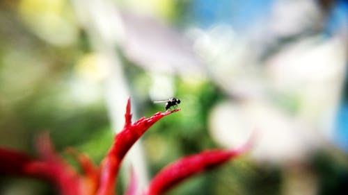 Черное насекомое на красном растении
