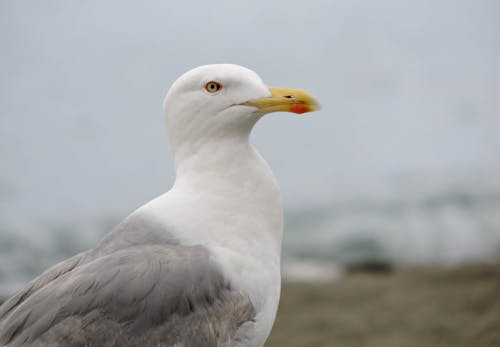 Close-Up Shot of a Seagull