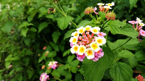 黄白色和粉红色的花瓣花