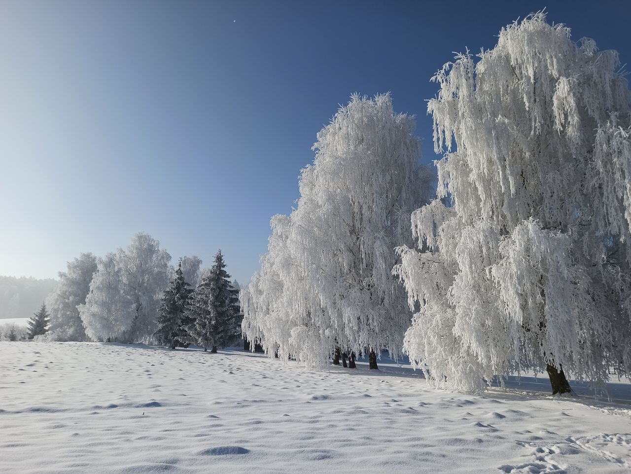captivating winter scene of snow covered trees beneath a cloudless blu