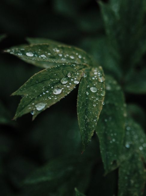 Close-up of dewdrops on a green leaf with a blurred background for a refreshing nature feel.