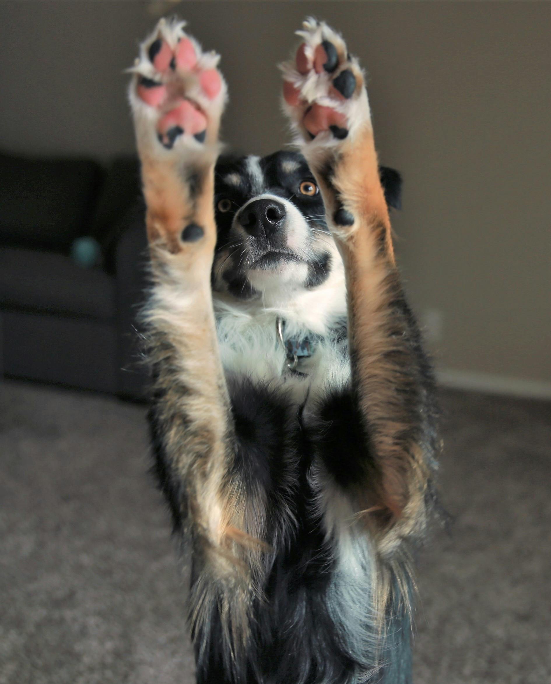 Free stock photo of dog, excited, paws