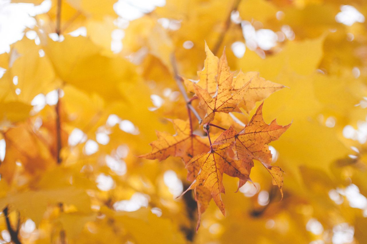 a stunning close up of vivid yellow and orange maple leaves in autumn