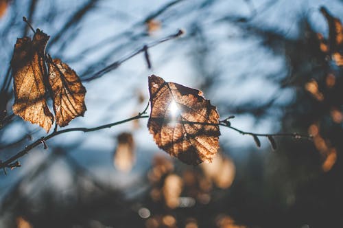 Free stock photo of branches, sky, sun