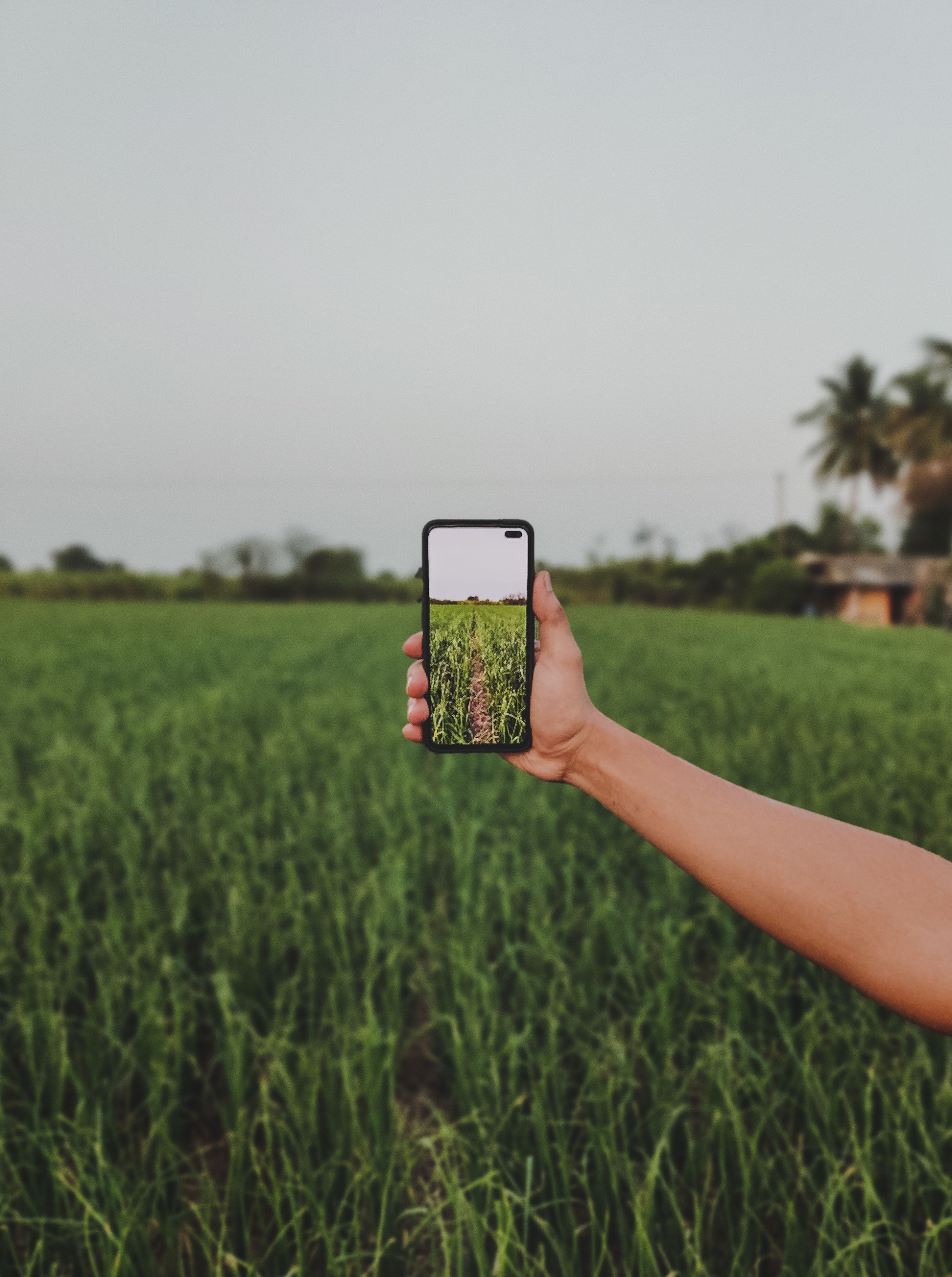 Persona con móvil tomando datos en campo agrícola