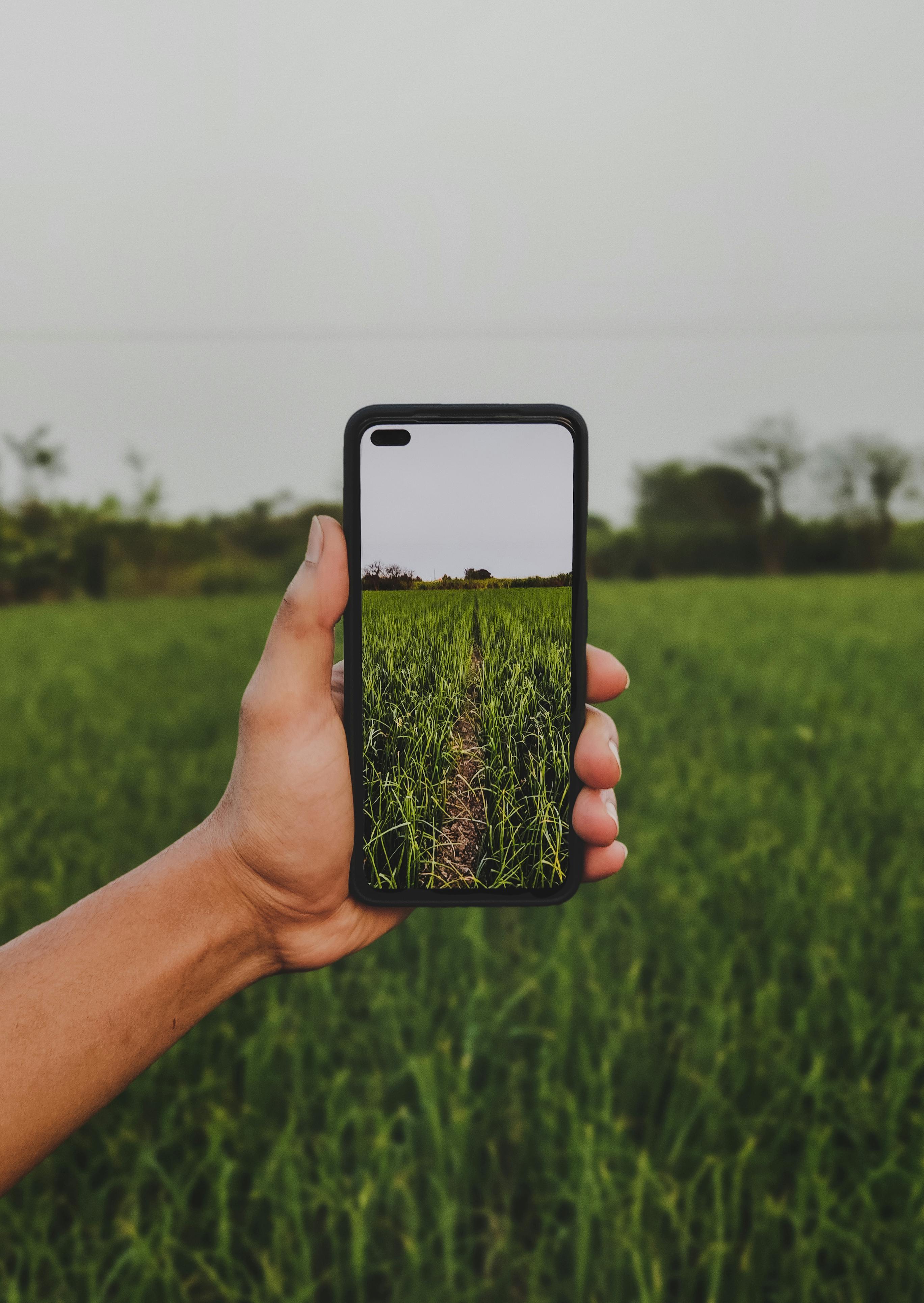 Free A hand holding a smartphone capturing a lush green field with clear sky. Stock Photo
