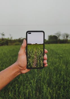 A hand holding a smartphone capturing a lush green field with clear sky.