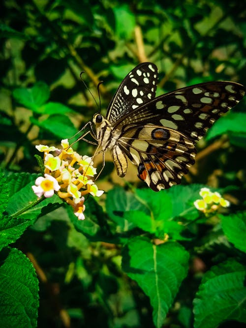 Free Close-Up Shot of a Butterfly  Stock Photo