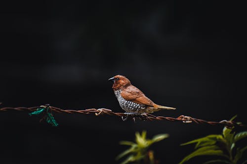 Selective Focus of Scaly-Breasted Munia Perched on Barbed Wire