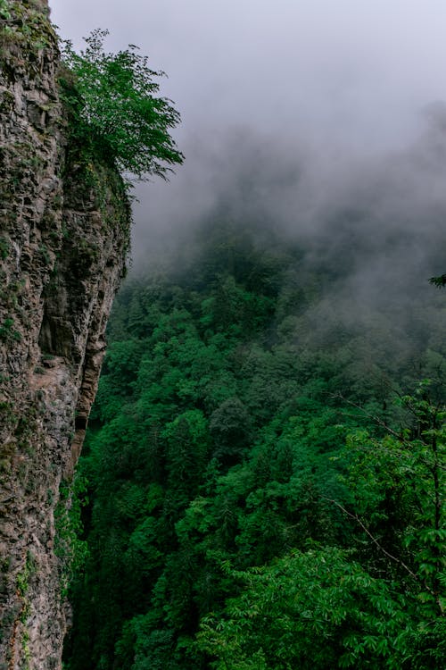 A Green Trees on Mountain Near the Rock Formation