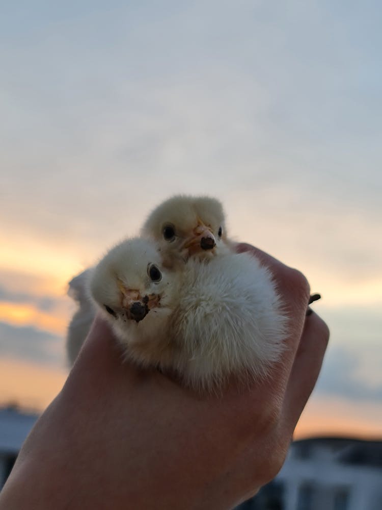 A Person Holding Chicks