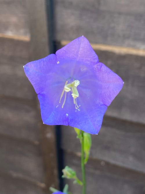 Gratis arkivbilde med campanula rotundifolia, delikat, flora