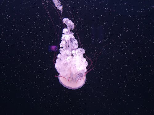 Free stock photo of glowing, jelly fish, jelly fish underwater Stock Photo