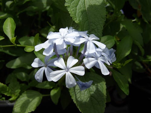 Fotobanka s bezplatnými fotkami na tému biele kvety, čerstvý, flóra