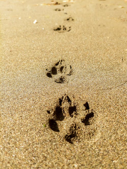 Free stock photo of animal footprint, at the beach, dog